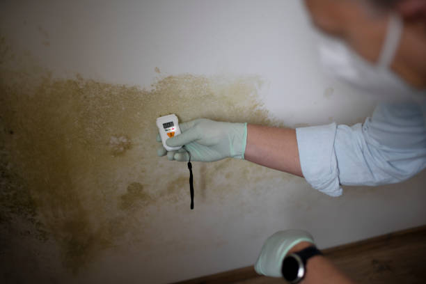 Best Insurance-Related Mold Remediation in Lewiston, UT