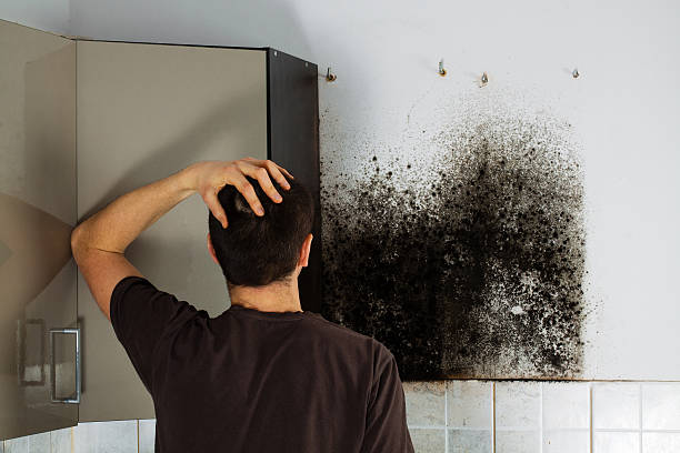  Lewiston, UT Mold Removal Pros