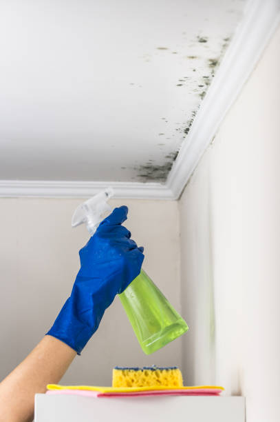 Best DIY Mold Remediation Support Services in Lewiston, UT